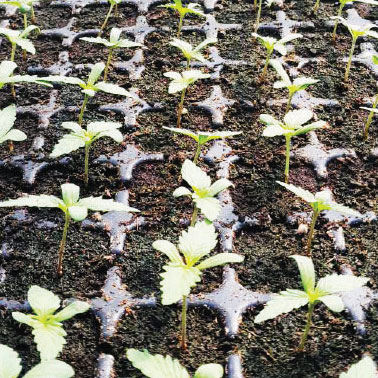 pithia-cannavis-blog